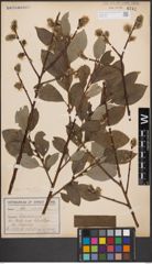 Foto von Salix caprea L.